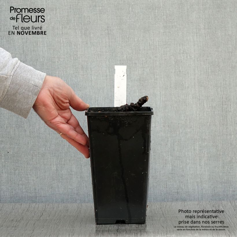 Spécimen de Pivoine lactiflora Cheddar Cheese Pot de 3L/4L tel que livré en automne