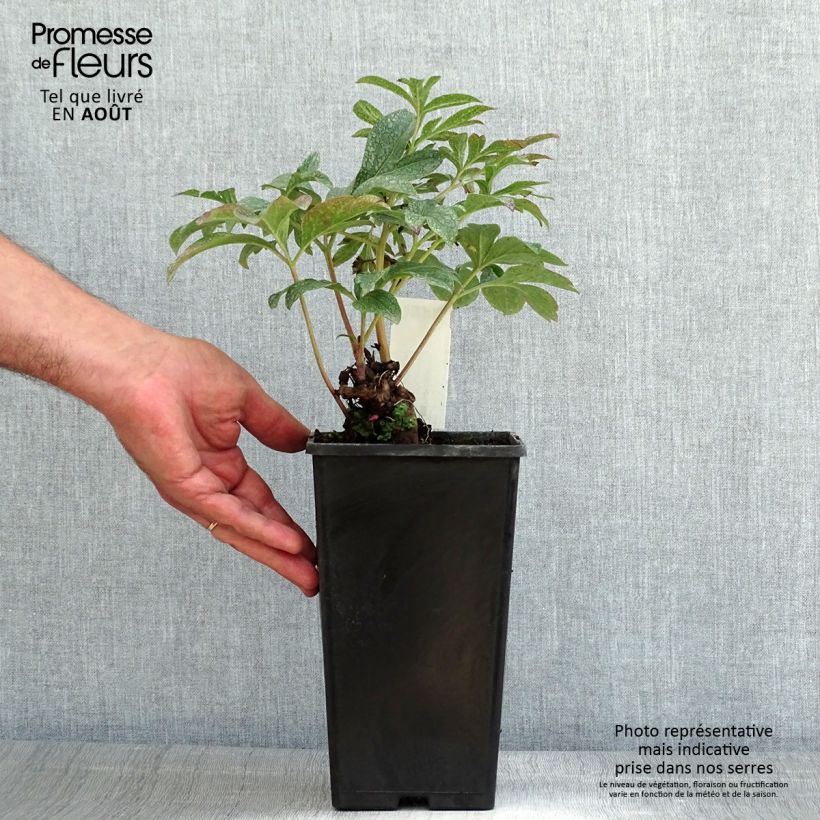 Spécimen de Pivoine lactiflora Coral Charm Souche 3/5 yeux, Souche 3/5 yeux tel que livré en été