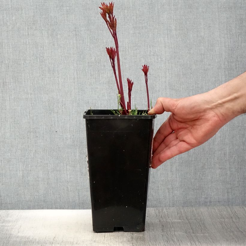 Spécimen de Pivoine lactiflora Coral Magic - Pot de 3L/4L tel que livré au printemps