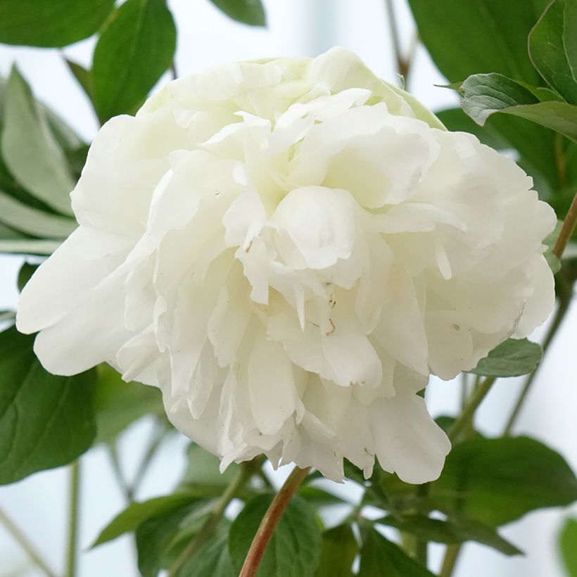Pivoine lactiflora Corinne Wersan (Floraison)
