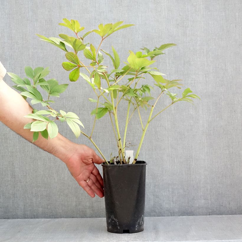 Spécimen de Pivoine lactiflora Corinne Wersan Pot de 4L/5L tel que livré en été