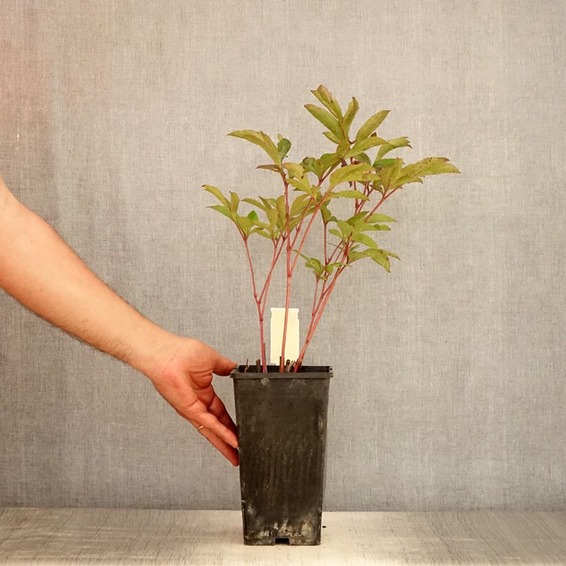 Spécimen de Pivoine lactiflora Doreen Pot de 3L/4L tel que livré en été