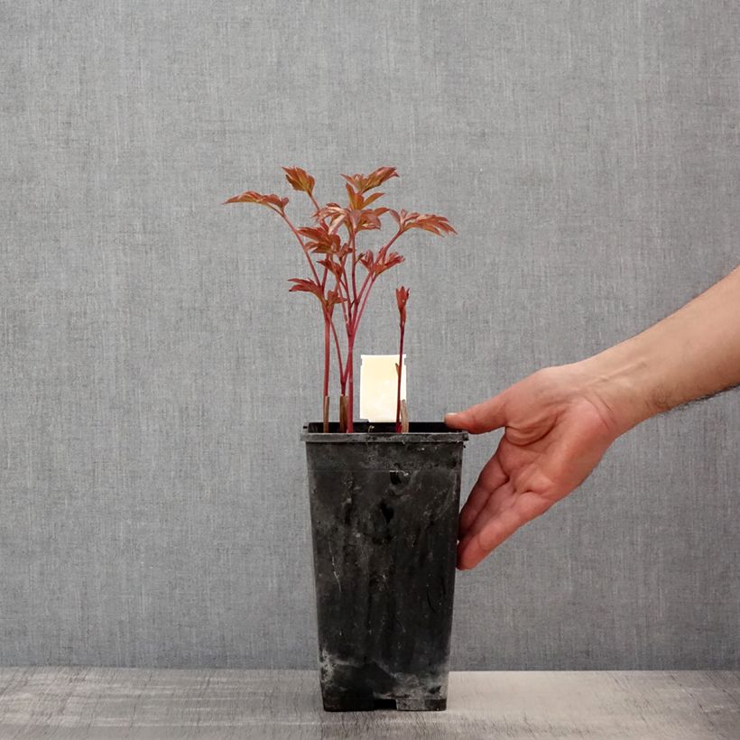 Spécimen de Pivoine lactiflora Doreen - Pot de 3L/4L tel que livré au printemps