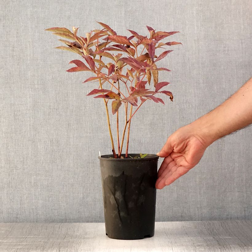 Spécimen de Pivoine lactiflora Dr Alexander Fleming Pot de 3L/4L tel que livré en été