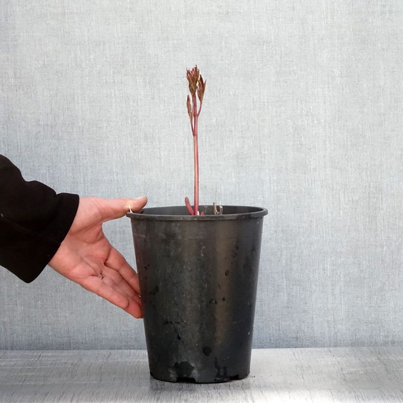 Spécimen de Pivoine lactiflora Dr Alexander Fleming - Pot de 3L/4L tel que livré au printemps