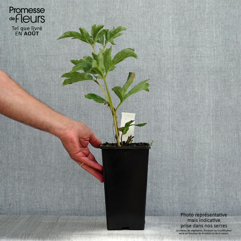 Spécimen de Pivoine lactiflora Duchesse de Nemours Souche 3/5 yeux tel que livré en été