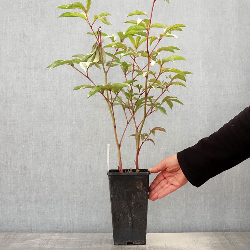 Spécimen de Pivoine lactiflora Edulis Superba - Pot de 3L/4L tel que livré au printemps