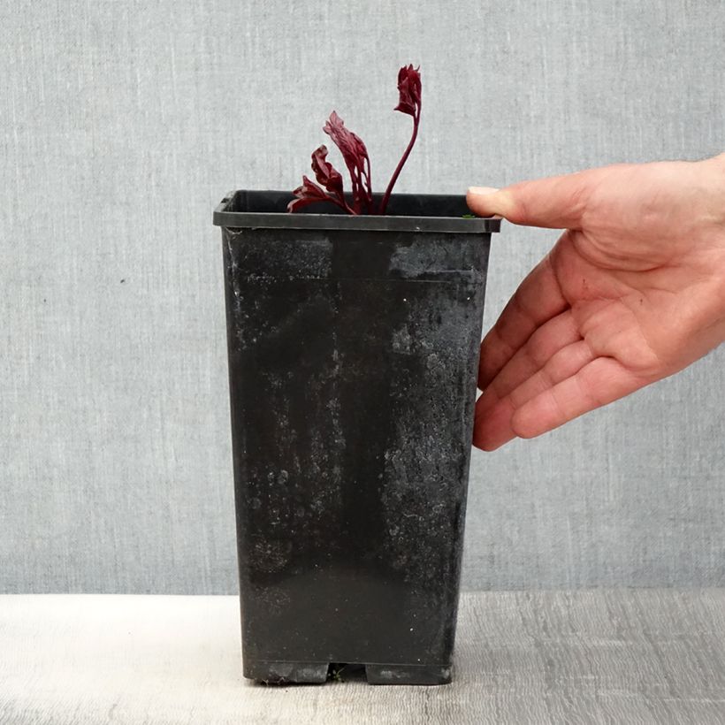 Spécimen de Pivoine lactiflora Festiva Maxima - Pot de 3L/4L tel que livré au printemps