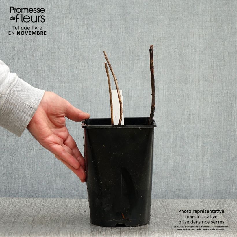 Spécimen de Pivoine lactiflora Françoise Ortegat Pot de 3L/4L tel que livré en automne