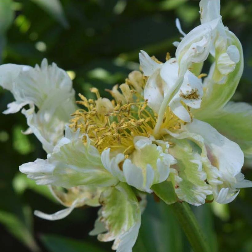 Pivoine lactiflora Green Halo (Floraison)