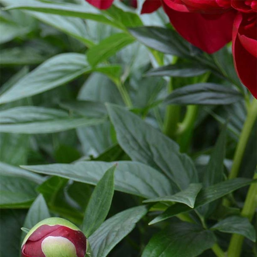 Pivoine lactiflora Henry Bockstoce  (Feuillage)