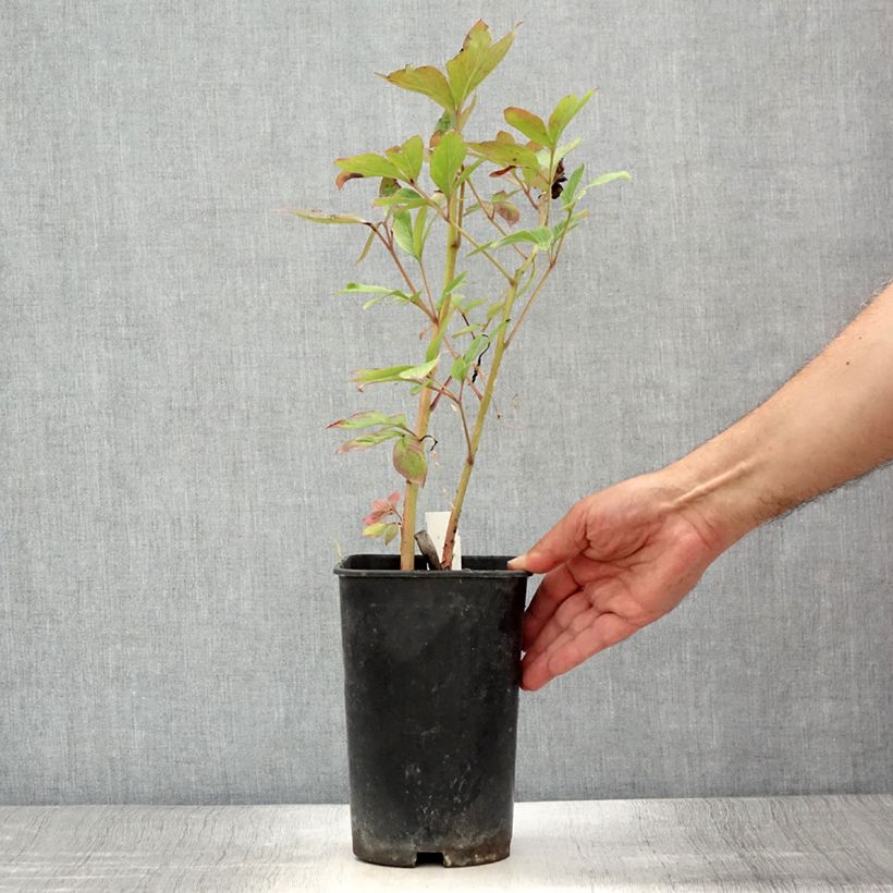 Spécimen de Pivoine lactiflora Immaculée Pot de 3L/4L tel que livré en été
