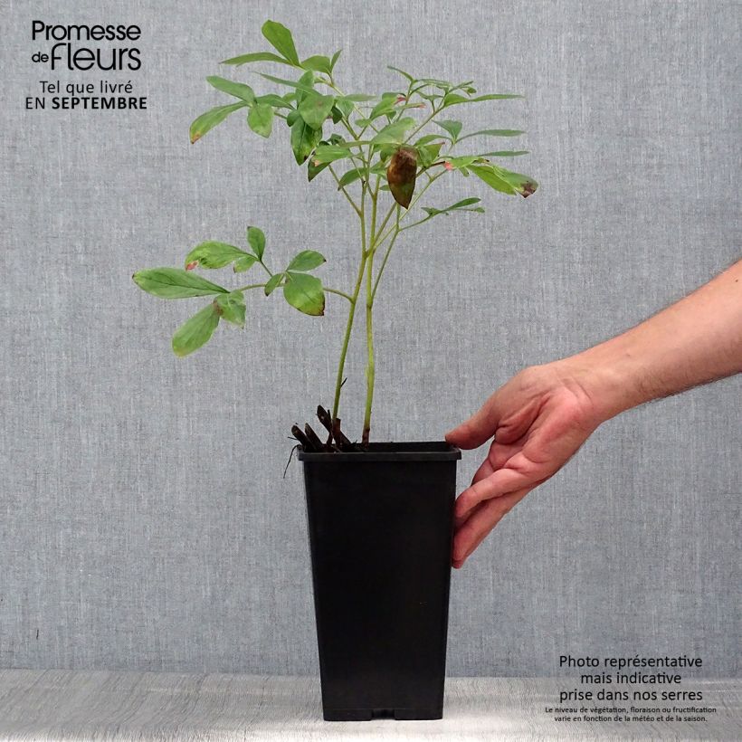 Spécimen de Pivoine lactiflora Immaculée Souche 3/5 yeux tel que livré en été