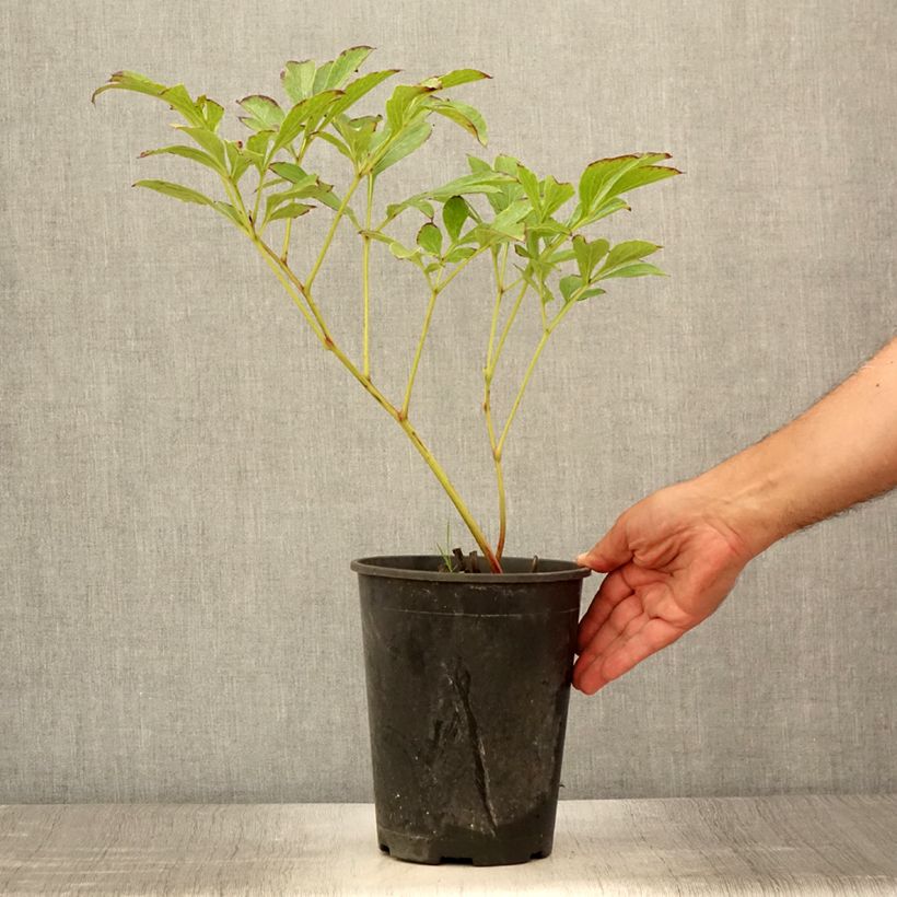 Spécimen de Pivoine lactiflora Jan van Leeuwen Pot de 3L/4L tel que livré en été