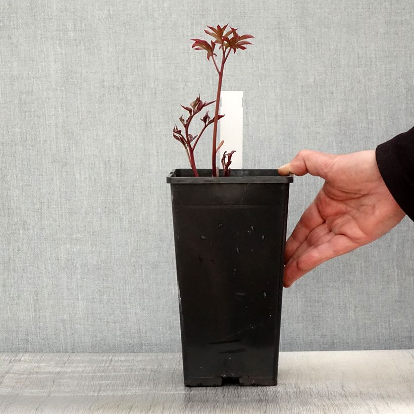 Spécimen de Pivoine lactiflora Kansas - Pot de 3L/4L tel que livré au printemps