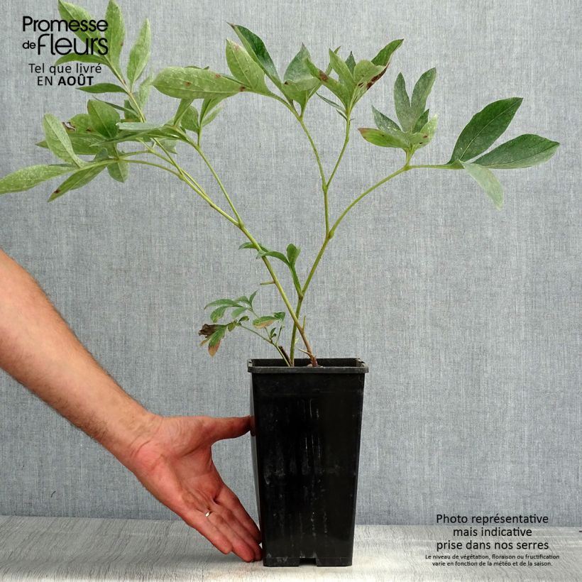 Spécimen de Pivoine lactiflora Kansas Souche 3/5 yeux tel que livré en été