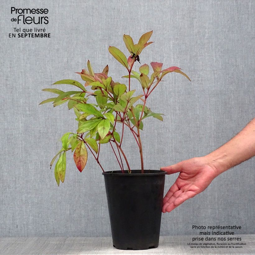 Spécimen de Pivoine lactiflora Karl Rosenfield Pot de 3L/4L tel que livré en été