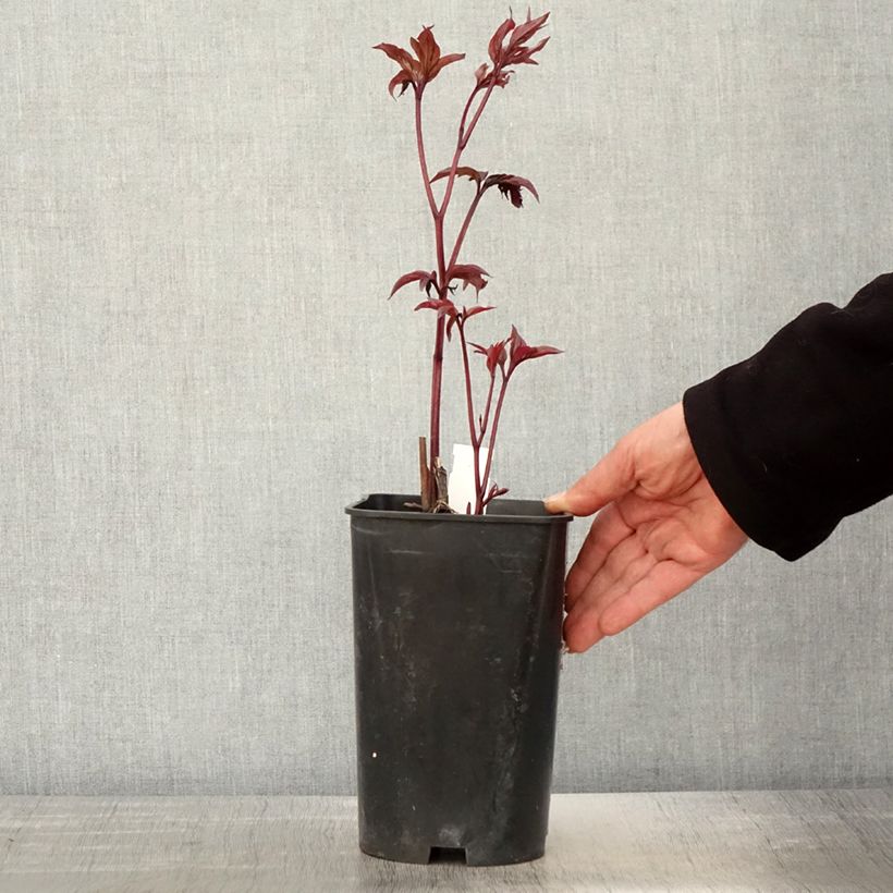 Spécimen de Pivoine lactiflora Karl Rosenfield - Pot de 3L/4L tel que livré au printemps