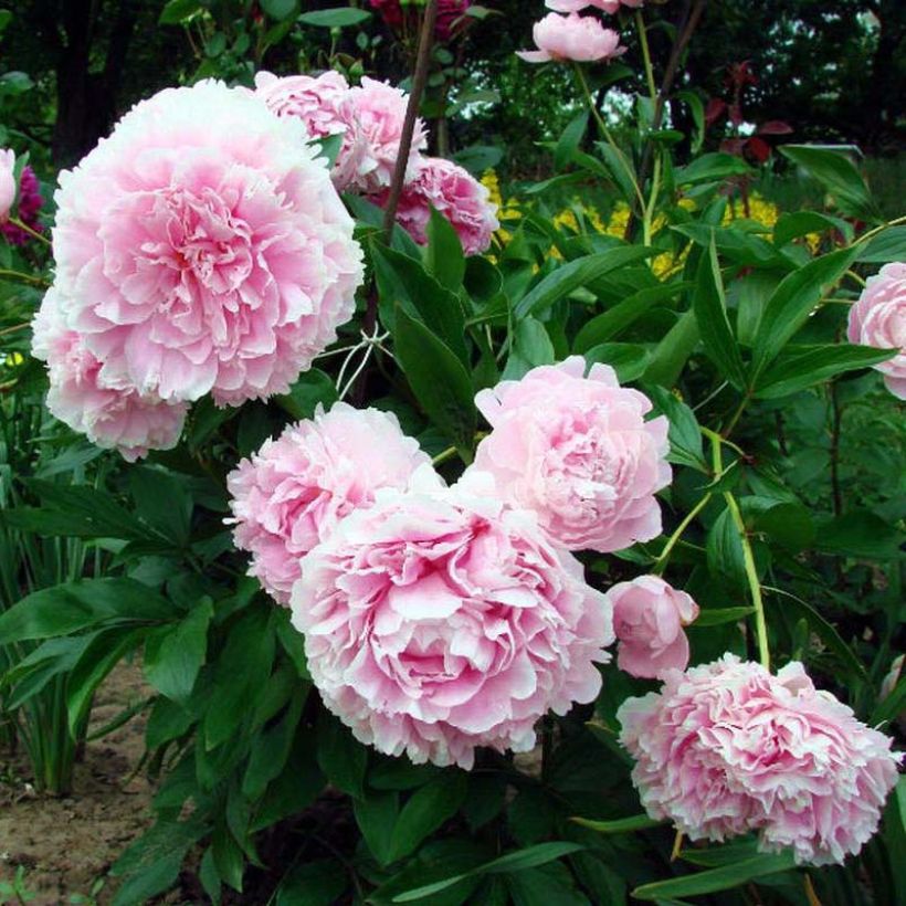 Pivoine lactiflora Lady Orchid (Floraison)