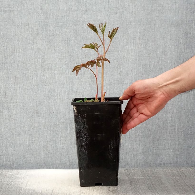 Spécimen de Pivoine lactiflora Laura Dessert - Pot de 3L/4L tel que livré au printemps