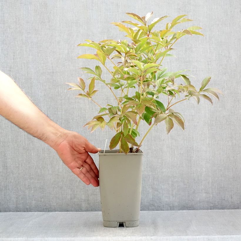 Spécimen de Pivoine lactiflora Mistress Pot de 4L/5L tel que livré en été