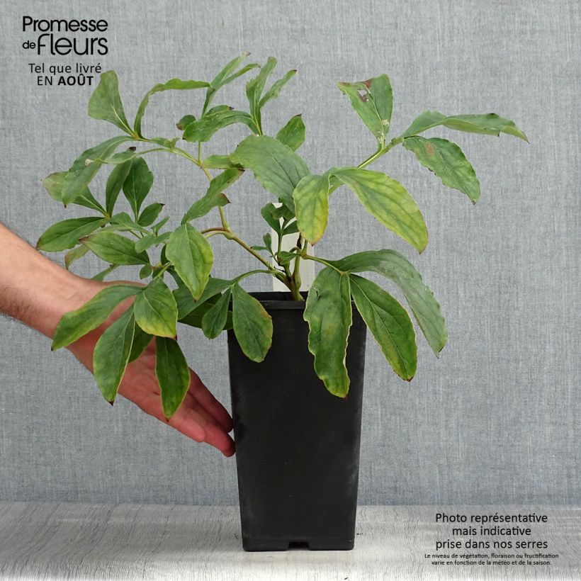 Spécimen de Pivoine lactiflora Monsieur Jules Elie Pot de 3L/4L tel que livré en été