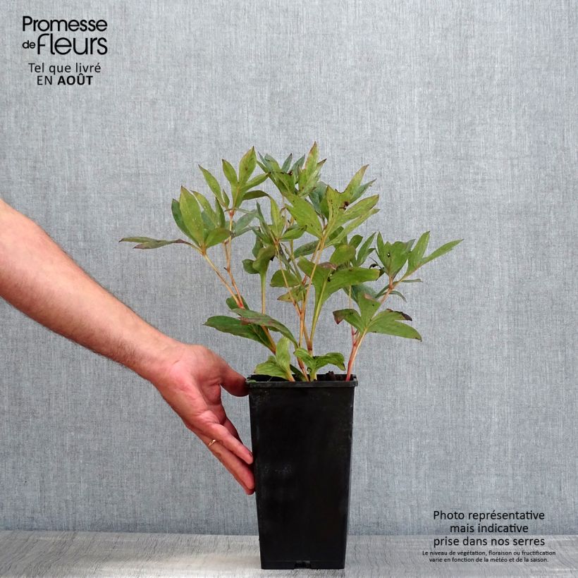 Spécimen de Pivoine lactiflora Mother's Choice Pot de 3L/4L tel que livré en été