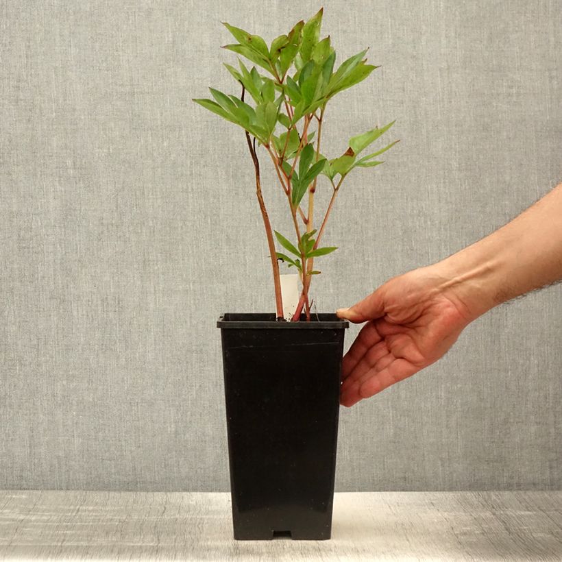 Spécimen de Pivoine lactiflora Mother's Choice - Pot de 3L/4L tel que livré au printemps