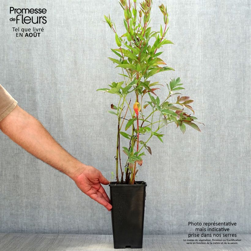 Spécimen de Pivoine lactiflora Neon Pot de 3L/4L tel que livré en été