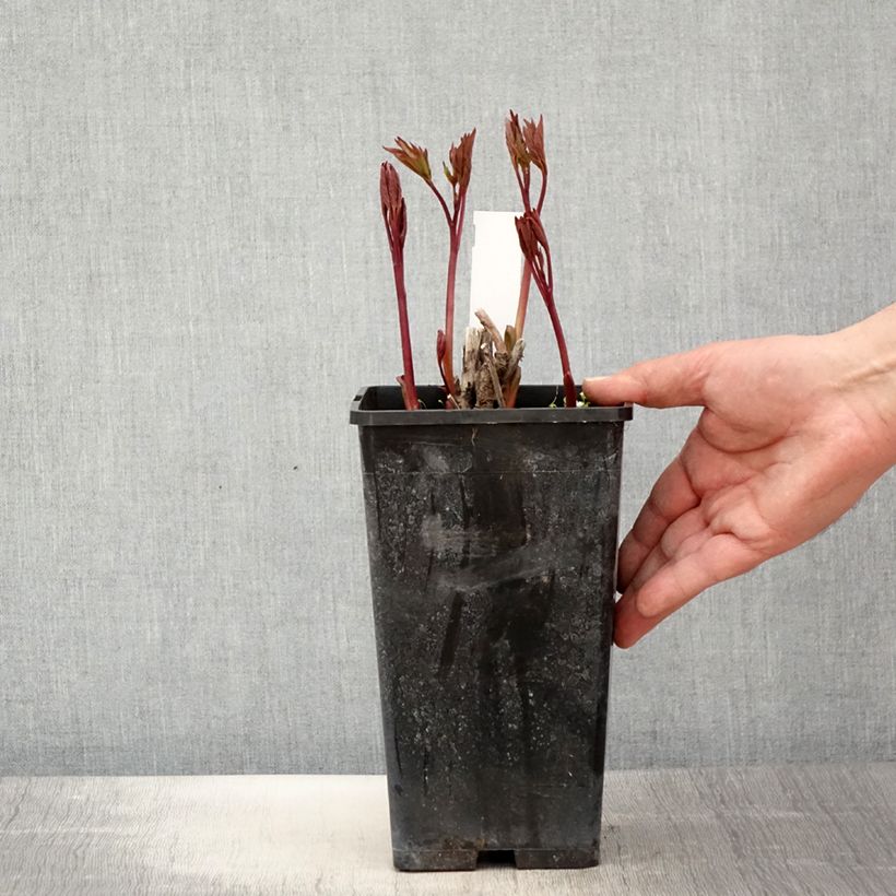 Spécimen de Pivoine lactiflora Neon - Pot de 3L/4L tel que livré au printemps