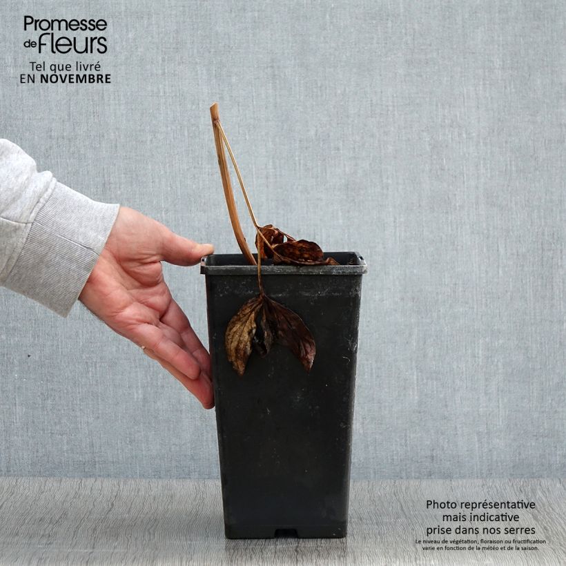 Spécimen de Pivoine lactiflora Nippon Beauty - Pot de 3L/4L tel que livré en automne