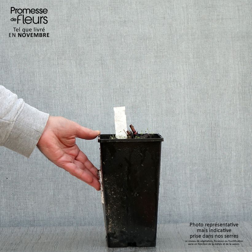 Spécimen de Pivoine lactiflora Nymphe Pot de 3L/4L tel que livré en automne