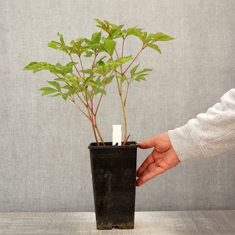 Spécimen de Pivoine lactiflora Nymphe - Pot de 3L/4L tel que livré au printemps