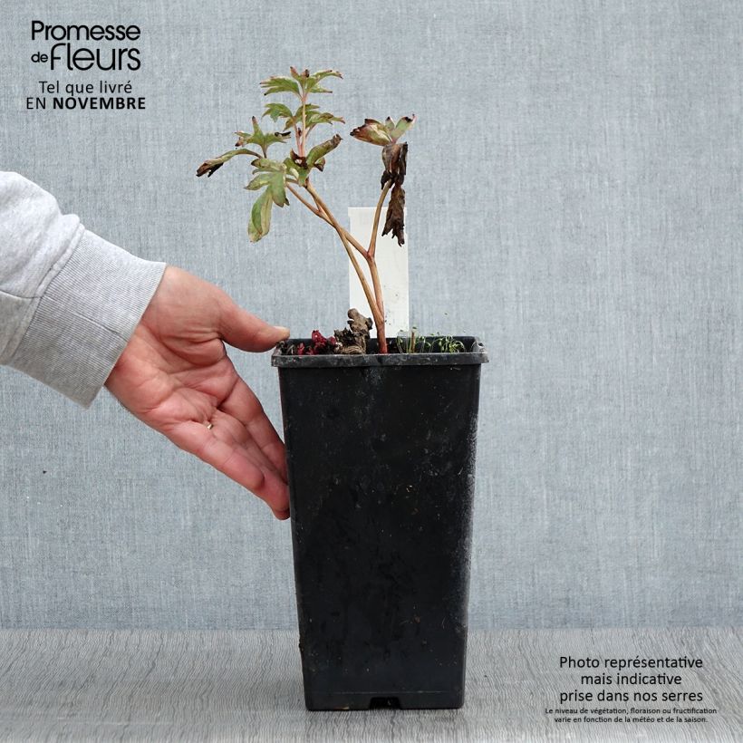 Spécimen de Pivoine lactiflora Pink Hawaiian Coral Pot de 3L/4L tel que livré en automne