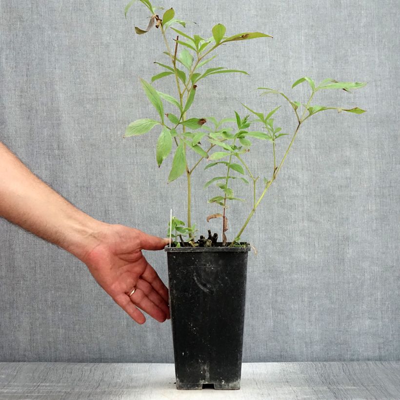 Spécimen de Pivoine lactiflora Primevère  Pot de 3L/4L tel que livré en été