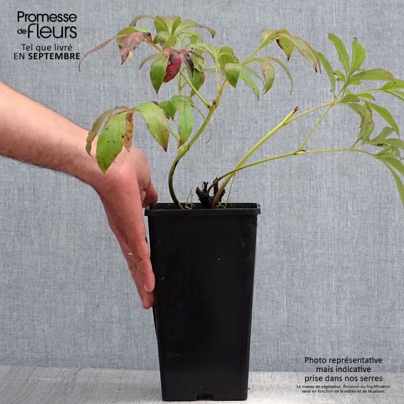 Spécimen de Pivoine lactiflora Primevère  Souche 3/5 yeux, Souche 3/5 yeux tel que livré en été