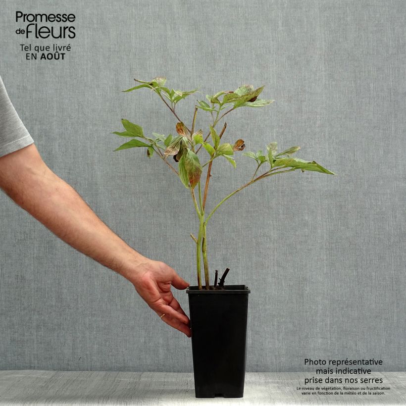 Spécimen de Pivoine lactiflora Red Charm Pot de 3L/4L tel que livré en été