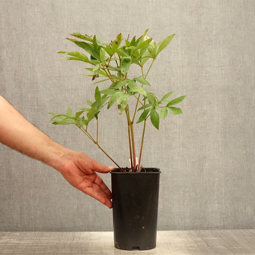 Spécimen de Pivoine lactiflora Sarah Bernhardt - Pot de 3L/4L tel que livré au printemps