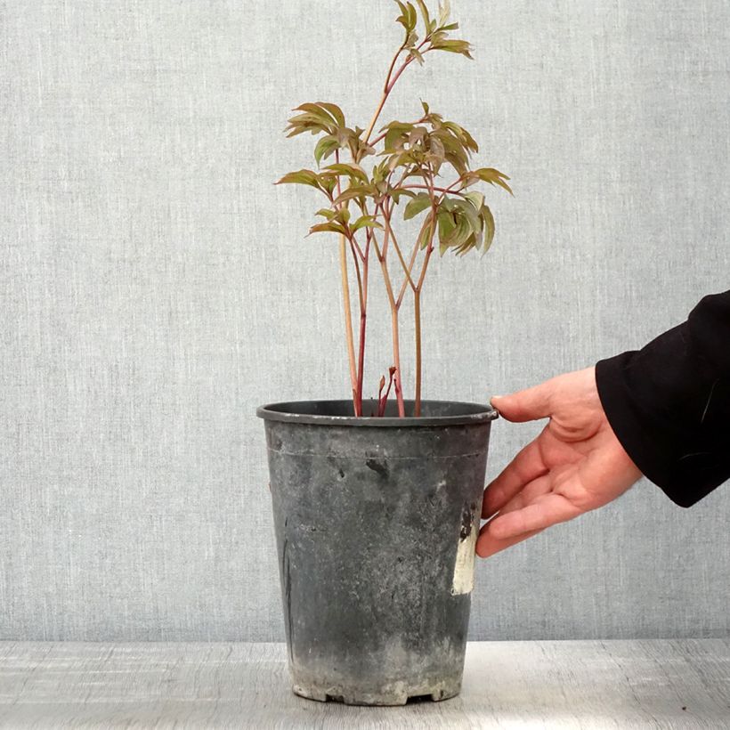 Spécimen de Pivoine lactiflora Sea Shell - Pot de 3L/4L tel que livré au printemps