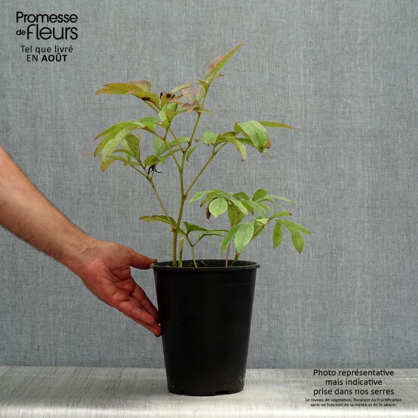 Spécimen de Pivoine lactiflora Sea Shell Souche 3/5 yeux, Souche 3/5 yeux tel que livré en été