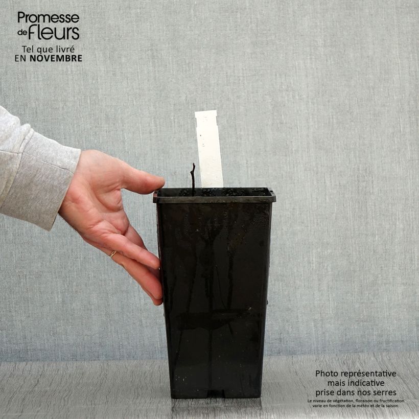 Spécimen de Pivoine lactiflora Tom Cat Pot de 3L/4L tel que livré en automne