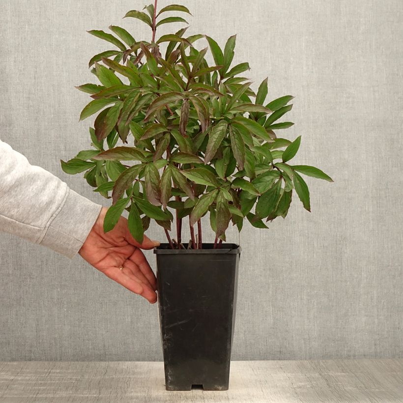 Spécimen de Pivoine lactiflora Tom Cat - Pot de 3L/4L tel que livré au printemps