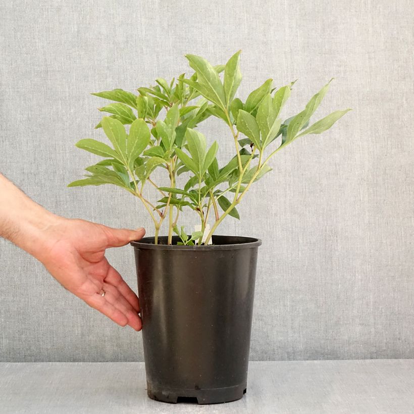 Spécimen de Pivoine lactiflora Top Brass Pot de 3L/4L tel que livré en été