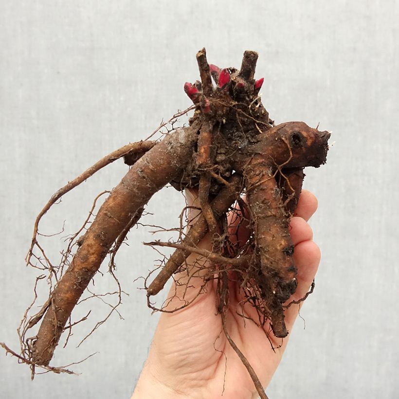 Spécimen de Pivoine lactiflora Victoire de la Marne Souche 3/5 yeux tel que livré en hiver