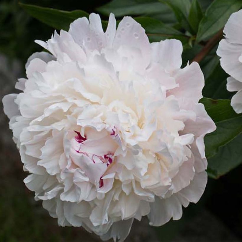 Pivoine officinale Alba Plena (Floraison)