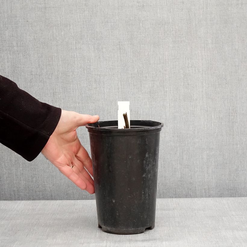 Spécimen de Pivoine officinale Alba Plena - Pot de 3L/4L tel que livré en hiver