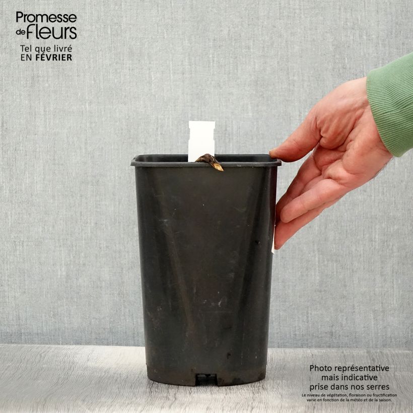 Spécimen de Pivoine officinale Rosea Plena - Pot de 3L/4L tel que livré en hiver