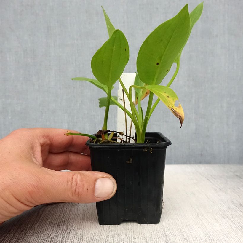 Spécimen de Plantain d'eau commun - Alisma plantago-aquatica Godet de 9cm tel que livré au printemps