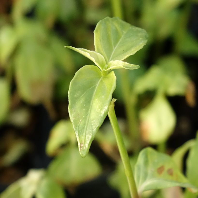 Plante Champignon - Rungia klossii  (Feuillage)