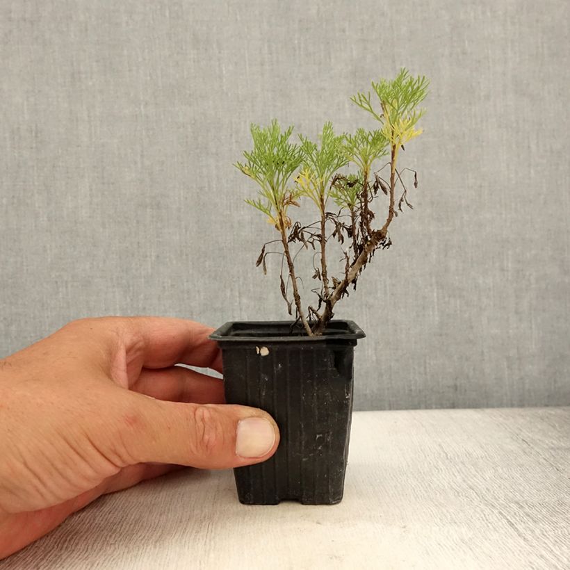 Spécimen de Plante cola - Artemisia abrotanum var.maritima Godet de 7/8 cm tel que livré en été